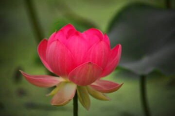 pink lotus flower