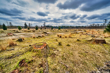 Tree stumps in a clear-cut forest field