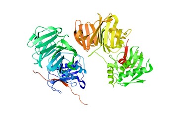 Crystal structure of human collagenase-3 (MMP-13) with peptide from pro-domain. Ribbons diagram based on protein data bank entry 4fu4. Rainbow coloring from N to C. 3d illustration