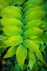 Close-up nature view of green leaf background and palm trees. Flat lying. Dark nature landscape. Tropical leaves. Nature background.