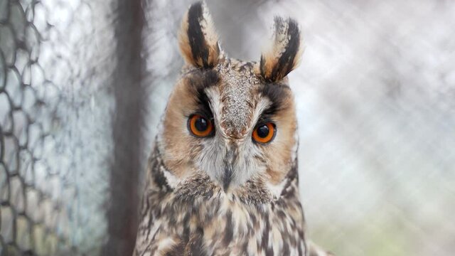 a night owl in a cage by day looks in search of food