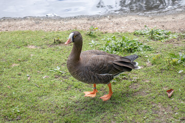 Black geese in the park
