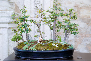 Ulmus minor bonsai tree against a stone wall