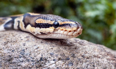 Snake. Rattlesnake