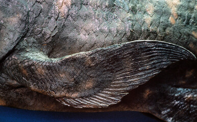 Coelacanth. Pre historic fish. Sealife. Darwin. Theory of evolution. Seafish. Latimeria.