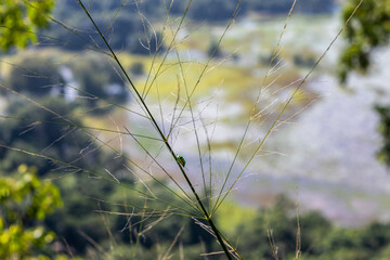 Sri Lanka. Macro photography. A colorful bright beetle crawls on the plant. Against the background of a tropical forest and fields.