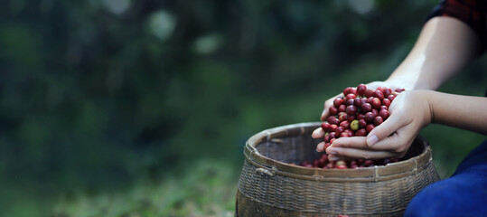banner Harvesting coffee beans ,hand picking in farm. harvesting Robusta and arabica  coffee...