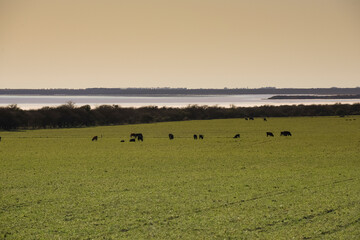 Cattle in pampas countryside, La Pampa, Argentina.