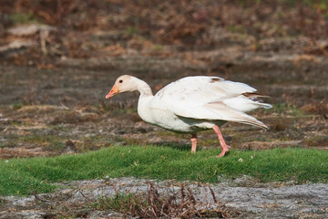 Graugans mit Leuzismus in Schweden im Herbst