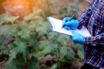 Agricultural researcher is inspecting and analyzing plant's disease and growth of organic tomato...