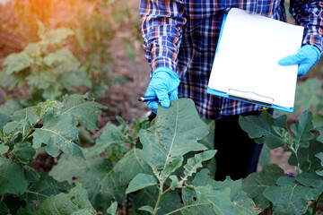 Agricultural researcher is inspecting and analyzing plant's diseases, insect and growth of vegetables in garden. Concept : Agriculture study and research.   - obrazy, fototapety, plakaty