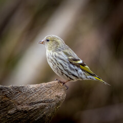 Eurasian siskin (Carduelis spinus)