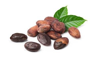 Cocoa beans leaves isolated on white background.