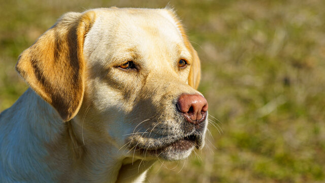 Yellow Labrador retriever head with big ears on a sunny spring day