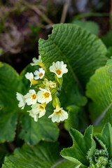 Primula vulgaris flower in mountains