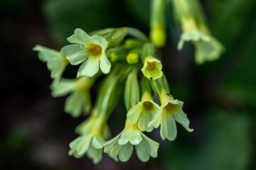 Primula vulgaris flower growing in mountains