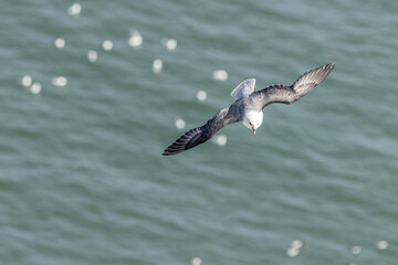 Fulmar (Fulmarus glacialis) in flight