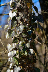 lush green wild vine around a tree trunk.