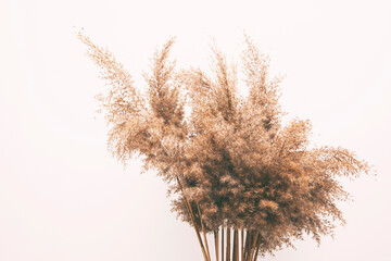 Dry pampas grass in pot on parquet floor in the room