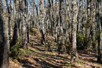 Autumn landscape of a forest of young oak trees.