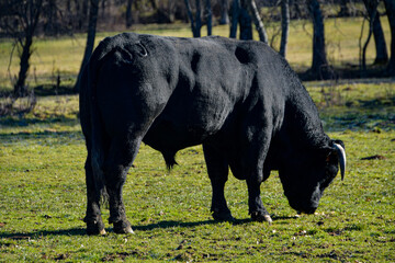 Large black adult calf grazing in a natural meadow.