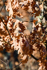 Background of dry brown oak leaves.