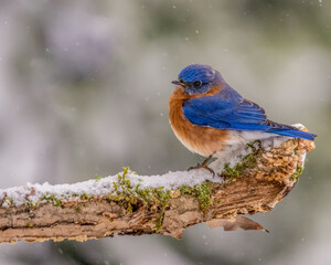 Blue Bird on snow covered branch