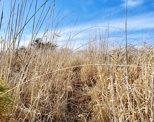 Obraz premium 枯れたススキが伸び放題の草原をかき分けて進む
