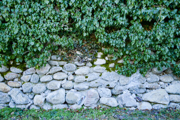 Stone wall background with green grass floor and leafy vine on top.