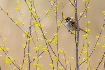 Reed bunting (Emberiza schoeniclus)