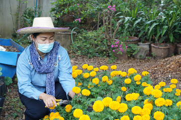 Asian female gardener spend time to take care vegetable and flower garden during the epidemic of Covid-19 or coronavirus. Concept : activity for quarantine at home. Live with nature