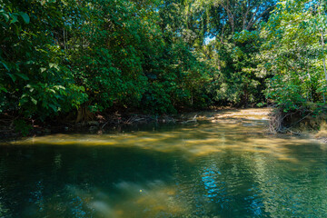 Obraz premium River with lush trees in the middle of the Kalimantan forest 