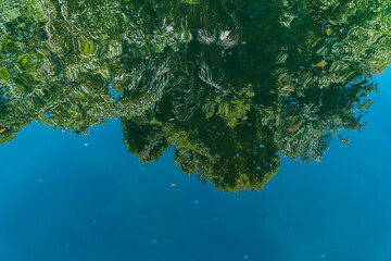 River with lush trees in the middle of the Kalimantan forest 