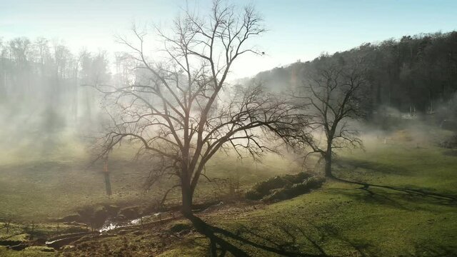 Rural landscape with dramatic effects created by mist and sun rays, with blue sky and beautiful bare trees on a field. The camera flies sideways. 
