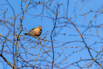 Redpoll (Acanthis flammea)