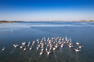 Flamingos seen at the Cakalburnu lagoon of Izmir City Forest Inciralti.