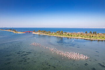 Flamingos seen at the Cakalburnu lagoon of Izmir City Forest Inciralti.