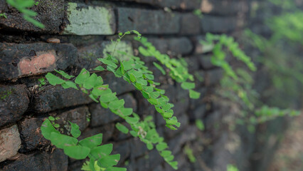 beautiful nature background images.