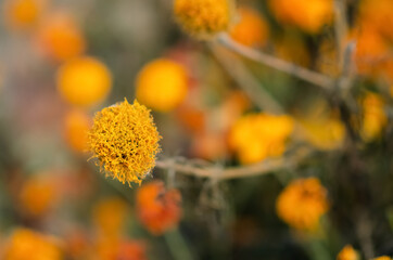 Top view Marigolds with dry stems on blurred Natural background with copy space. Orange and burgundy petals of Tagetes grow on lawn. The concept of fluidity of life.