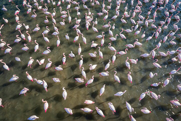 Fototapeta premium Flamingos in izmir , Aerial View. Flamingos texture
