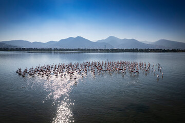 Flamingos seen at the Cakalburnu lagoon of Izmir City Forest Inciralti.