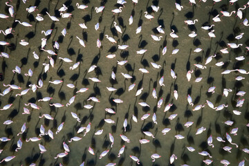 Obraz premium Flamingos in izmir , Aerial View. Flamingos texture