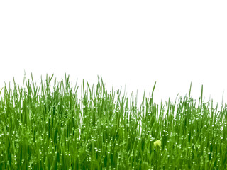 Fototapeta premium gouttes de rosée sur herbe verte