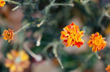 Top view Marigolds with dry stems on blurred Natural background with copy space. Orange and burgundy petals of Tagetes grow on lawn. The concept of fluidity of life.