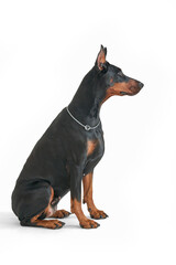A black Doberman dog with red markings on a white background. Side view.