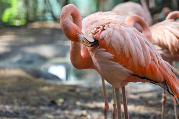 Fototapeta premium The flamingo is beautiful and cute in garden