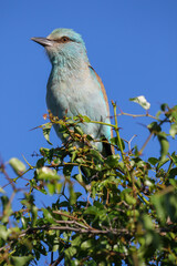 European Roller, Kruger National Park