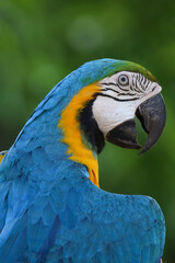 Close up head the Blue and yellow macaw parrot bird in garden