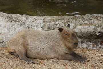 The Capybara giant rat is cute animal in garden