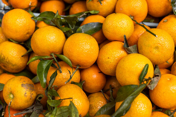 oranges, Pollença or Pollensa, Majorca, Mallorca, Balearic Islands, Spain
